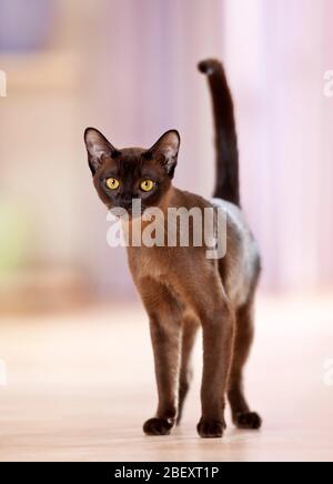 Burma-Katze. Erwachsener steht in einer Wohnung. Deutschland Stockfoto