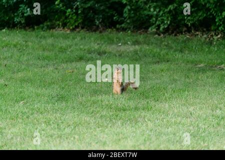 Ein Fuchshörnchen, das seine Optionen in einem Stadtpark vermessen Stockfoto