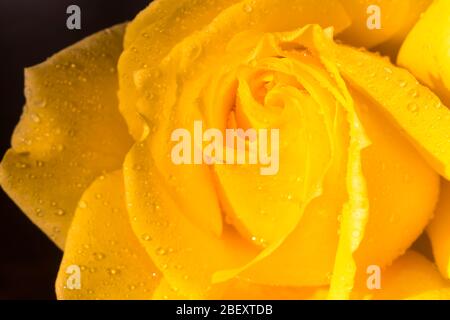 NAHAUFNAHME DETAIL DER MITTE DER GELBEN ROSE MIT REGENTROPFEN BEDECKT Stockfoto