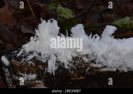 Eiswolle auf totem Holz Deutschland Stockfoto