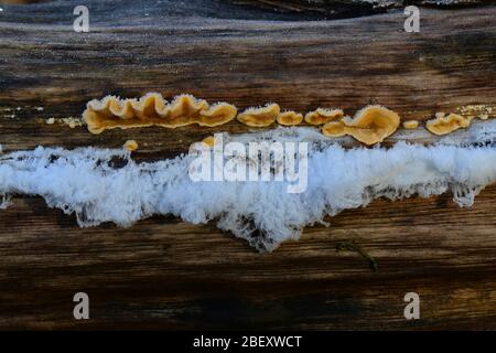 Eiswolle auf totem Holz Deutschland Stockfoto