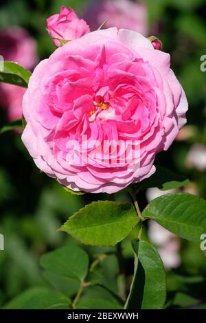Doppel rosa Blüte der winterharten englischen Strauchrose Rosa Gertrude Jekyll ('Ausbord') (PBR) Rose Gertrude Jekyll Stockfoto