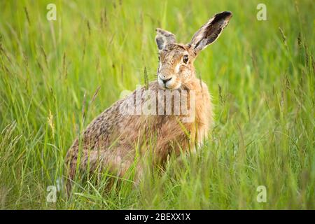 Niedlicher brauner Hase versteckt sich im grünen Gras und mit der Kamera auf der Frühlingswiese Stockfoto