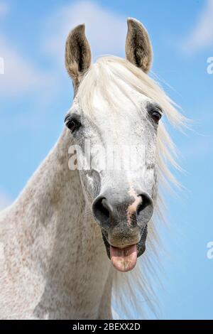 Arabian Horse. Älterer Grauwallach, der aus seiner Zunge herausragt. Deutschland Stockfoto