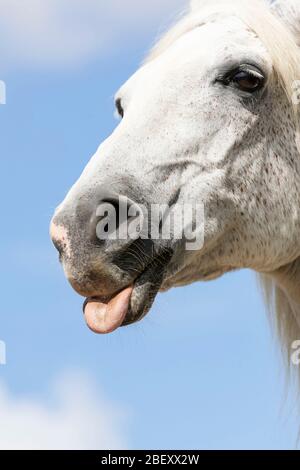 Arabian Horse. Älterer Grauwallach, der aus seiner Zunge herausragt. Deutschland Stockfoto