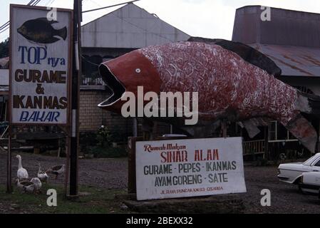 Indonesische Fischzucht und Sportfischerei von Riesengurami (Osphronemus gorami) Stockfoto