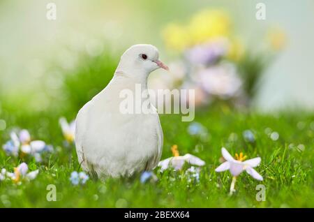 Weiße Halsstaube auf einer blühenden Wiese im Frühjahr. Deutschland Stockfoto