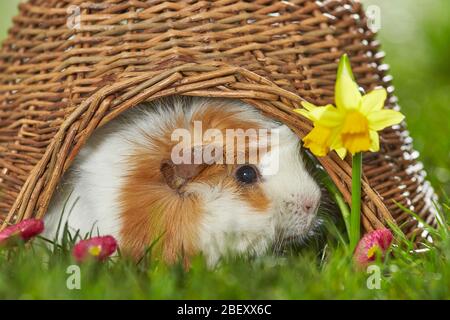 Abessinier-Guineaschwein, Kavie auf einer blühenden Wiese im Frühjahr. Deutschland Stockfoto