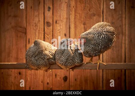 Heimisches Huhn, Amrock Bantam. Drei Hühner auf einem Barsch in einem Coop, einer davon schläft. Deutschland. Stockfoto