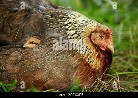 Welsummer. Hühner kuscheln sich in das warme Gefieder der Hühner. Deutschland Stockfoto