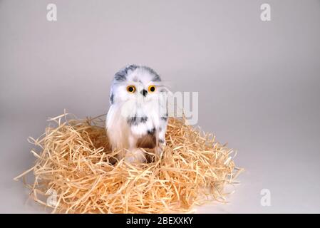 Spielzeug-Adlereule aus einer natürlichen Feder sitzt in einem Nest auf einem grauen Hintergrund Stockfoto