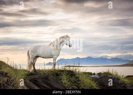 Isländisches Pferd. Grauwallach an der Küste Islands Stockfoto