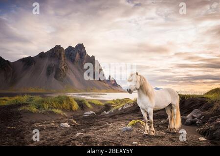 Isländisches Pferd. Grauwallach an der Küste Islands Stockfoto