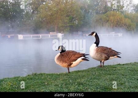 Eton, Windsor, Berkshire, Großbritannien. April 2020. Nebel über die Themse nach einer kalten Nacht. Zwei Kanadagänse betrachten ein Bad im Fluss. Kredit: Maureen McLean/Alamy Live News Stockfoto