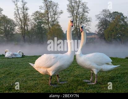 Eton, Windsor, Berkshire, Großbritannien. April 2020. Zwei stumme Schwäne, die nach Sonnenaufgang an einer nebligen Themse umherfahren. Kredit: Maureen McLean/Alamy Live News Stockfoto