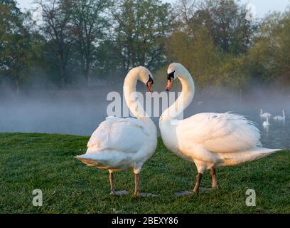 Eton, Windsor, Berkshire, Großbritannien. April 2020. Zwei stumme Schwäne, die nach Sonnenaufgang an einer nebligen Themse umherfahren. Kredit: Maureen McLean/Alamy Live News Stockfoto