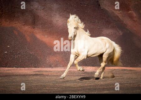 Isländisches Pferd. Palomino Wallach galoppiert auf rotem Sand. Island Stockfoto