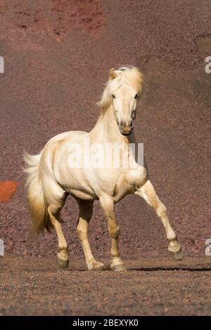 Isländisches Pferd. Palomino Wallach auf rotem Sand eine Toelze. Island Stockfoto