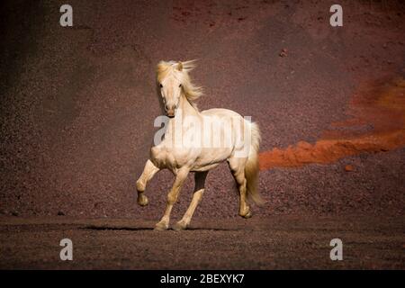 Isländisches Pferd. Palomino Wallach auf rotem Sand eine Toelze. Island Stockfoto