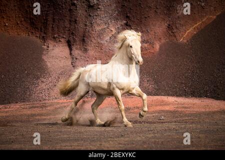 Isländisches Pferd. Palomino Wallach galoppiert auf rotem Sand. Island Stockfoto