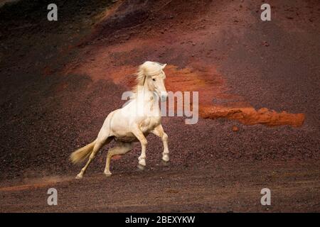 Isländisches Pferd. Palomino Wallach galoppiert auf rotem Sand. Island Stockfoto