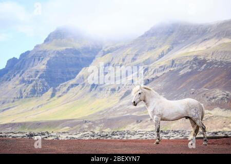 Isländisches Pferd. Grauwallach in der Landschaft Islands Stockfoto