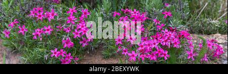 Blühende kriechende Phlox Phlox subulata kleine rosa Blüten im Garten Stockfoto
