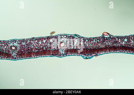 Efeu-Blatt im Querschnitt 100x Stockfoto