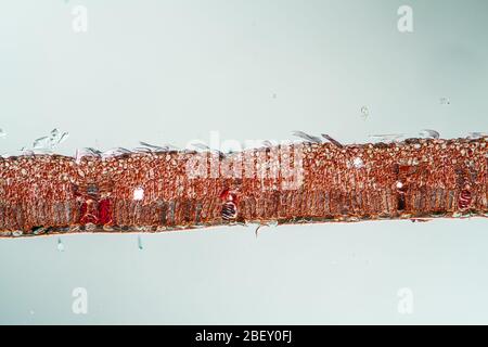 Weinendes Weidenblatt im Querschnitt 100x Stockfoto