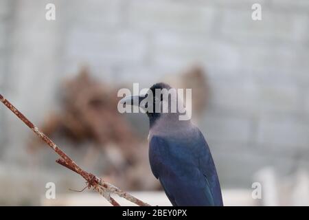 Rückansicht einer jungen Hauskrähe, die in der Nähe der Kamera sitzt Stockfoto