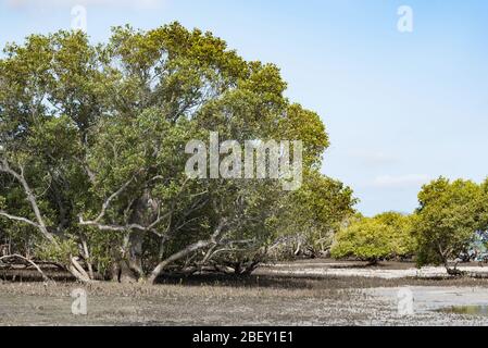 Ältere graue Mangrovenbäume (Avicennia Marina) Wächst am Nordufer von Port Stephens in New South Wales Australien in der Nähe des Dorfes Pindimar Stockfoto