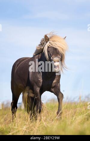 Isländisches Pferd. Silber Apfel Hengst im Gras beim Gähnen. Island Stockfoto