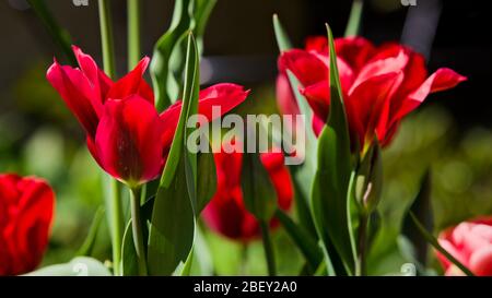 Tulipa 'Seadov' Triumph Tulpenzwiebeln Stockfoto