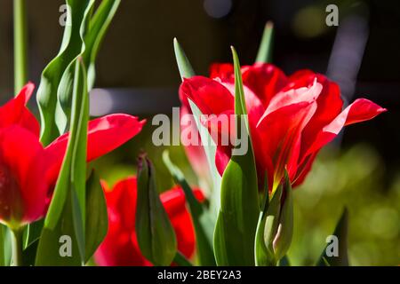 Tulipa 'Seadov' Triumph Tulpenzwiebeln Stockfoto