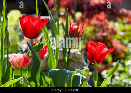 Tulipa 'Seadov' Triumph Tulpenzwiebeln Stockfoto