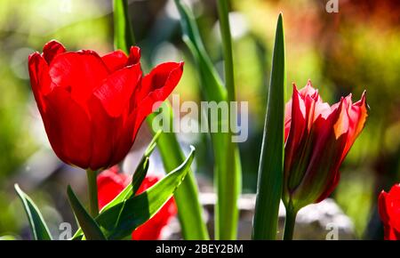 Tulipa 'Seadov' Triumph Tulpenzwiebeln Stockfoto