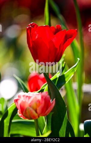 Tulipa 'Seadov' Triumph Tulpenzwiebeln Stockfoto