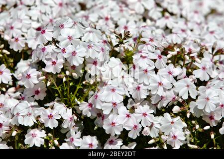 Phlox subulata 'Amazing Grace' Stockfoto