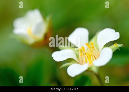 Unfruchtbare Erdbeere (potentilla sterilis), Nahaufnahme einer offenen Blume mit einer ungeöffneten im Hintergrund. Stockfoto