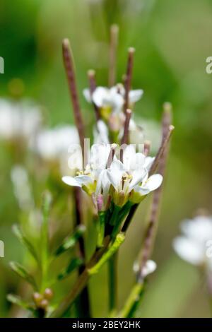 Haarige Bitterkresse (cardamine hirsuta), Nahaufnahme mit den winzigen weißen Blüten der Pflanze. Stockfoto