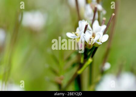 Haarige Bitterkresse (cardamine hirsuta), Nahaufnahme der winzigen weißen Blüten der Pflanze mit geringer Schärfentiefe. Stockfoto