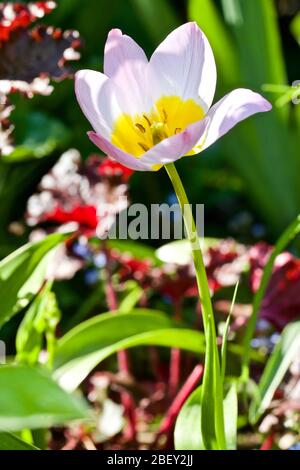 Tulipa saxatilis ‘Lilac Wonder’ Stockfoto