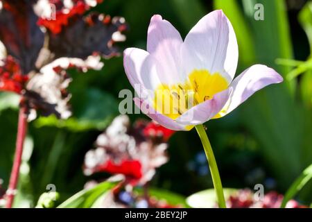 Tulipa saxatilis ‘Lilac Wonder’ Stockfoto