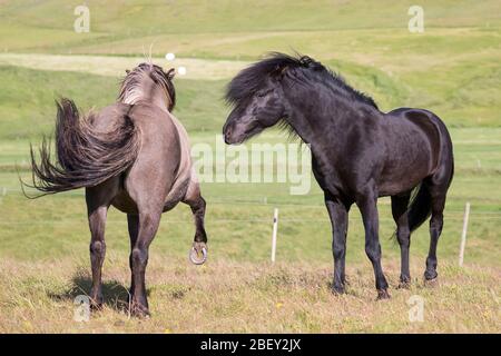 Isländisches Pferd. Schwarzer Hengst hat eine Dun Stute. Sie lehnt ihn ab. Island Stockfoto