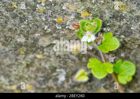 Efeu-Laubbblättriger Speedwell (veronica hederifolia), Nahaufnahme mehrerer blühender Pflanzen, die vom Rand des Bürgersteigs aus und an einer Steinmauer wachsen. Stockfoto