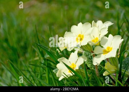 Primeln (primula vulgaris), Nahaufnahme einer Gruppe von Blumen, die im Gras am Rande eines Feldes wachsen. Stockfoto
