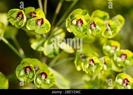 Euphorbia x Martini' Ascot Rainbow' Stockfoto