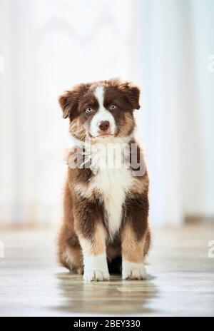 Australian Shepherd. Welpe auf einem Holzboden sitzend. Deutschland Stockfoto