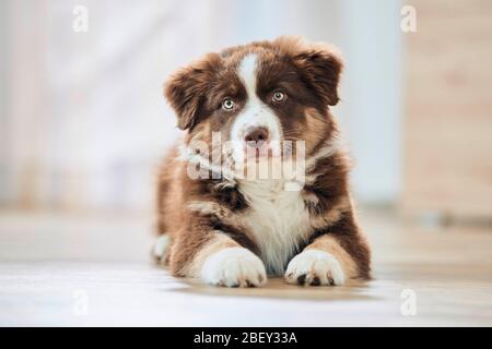 Australian Shepherd. Welpen liegen auf Holzboden. Deutschland Stockfoto