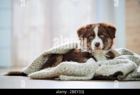 Australian Shepherd. Welpen liegen auf einer Decke. Deutschland Stockfoto